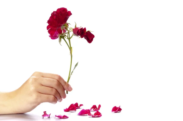 Υποκατάστημα της τριαντάφυλλα κήπων στο χέρι της γυναίκας — Φωτογραφία Αρχείου