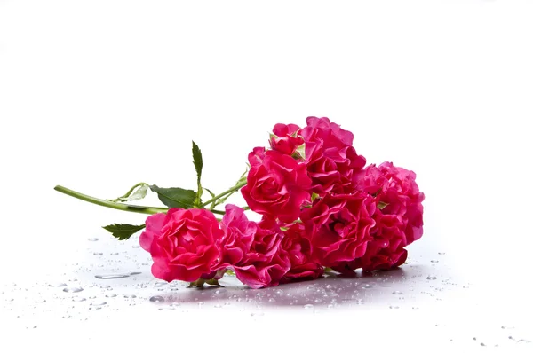 Beautiful rosa hybrida — Stock Photo, Image