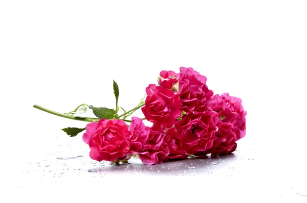 Linda rosa hybrida — Fotografia de Stock