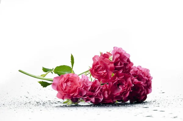 Hermosa rosa hybrida —  Fotos de Stock