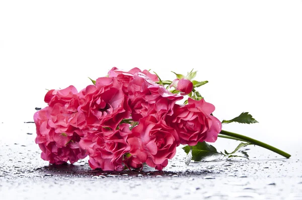 Mooie rosa hybrida — Stockfoto