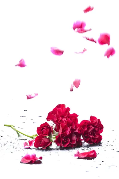 Fallende Blütenblätter einer Rose — Stockfoto