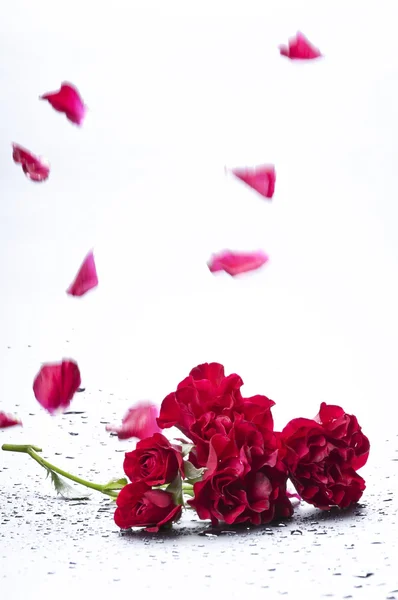 Fallande kronblad av en ros — Stockfoto