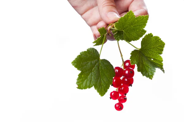 Woman hold the currant branch — Stock Photo, Image