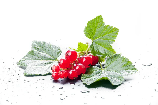 Branch of an red juicy currant — Stock Photo, Image