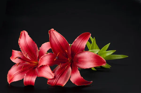 Prachtige rode lily — Stockfoto