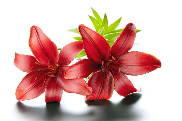 Prachtige rode lily — Stockfoto