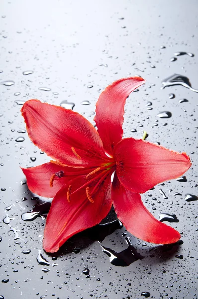 Prächtige rote Lilie — Stockfoto