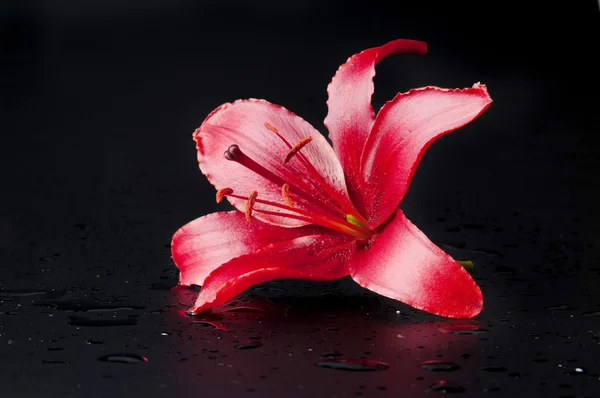 Nádherné červené lilie — Stock fotografie