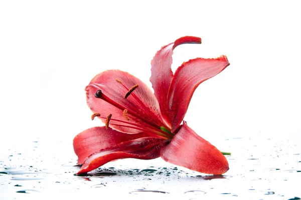 Nádherné červené lilie — Stock fotografie