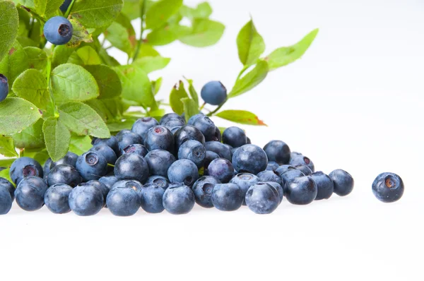 Bilberries ve bilberry bush Şubesi — Stok fotoğraf
