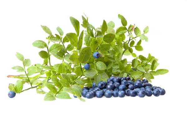 Bilberries and the branch of an bilberry bush — Stock Photo, Image