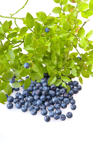 Bilberries and the branch of an bilberry bush — Stock Photo, Image