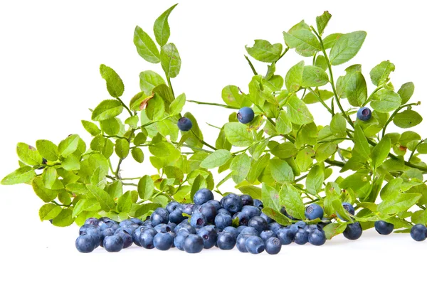 Bilberries ve bilberry bush Şubesi — Stok fotoğraf