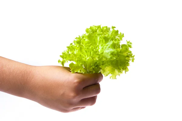 Fresh letuce in the girl's hand — Stock Photo, Image