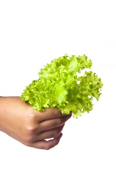 Fresh letuce in the girl's hand — Stock Photo, Image