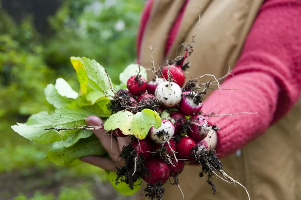 stock image Fresh radish in the woman's hands