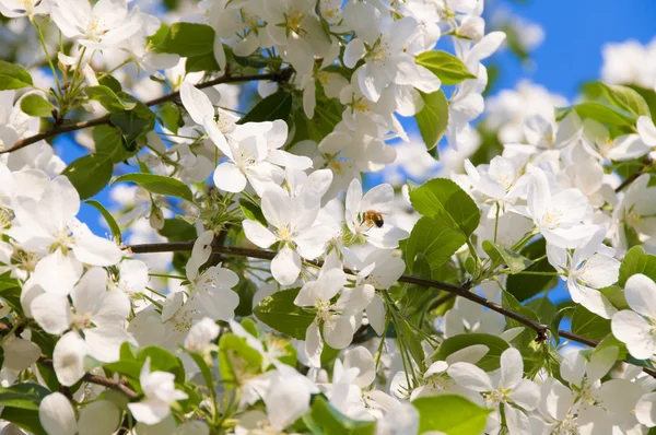 リンゴの木の花とミツバチ — ストック写真