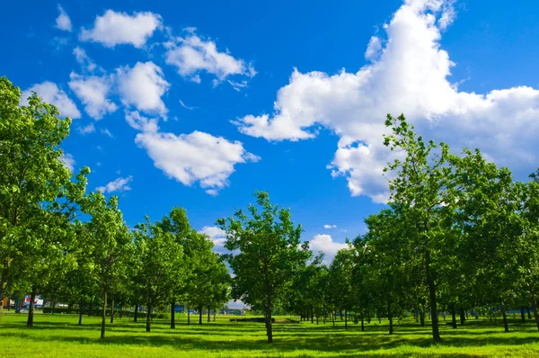 푸른 잔디와 나무와 wh와 위에 위로 푸른 하늘 공원 — 스톡 사진