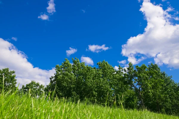 stock image City park with green grass and trees, and the blue sky up above with the wh