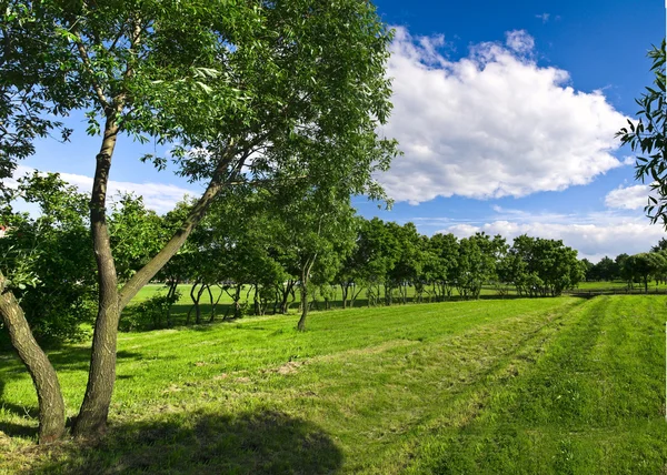 Parque de la ciudad con hierba verde y árboles, y el cielo azul arriba con el wh — Foto de Stock