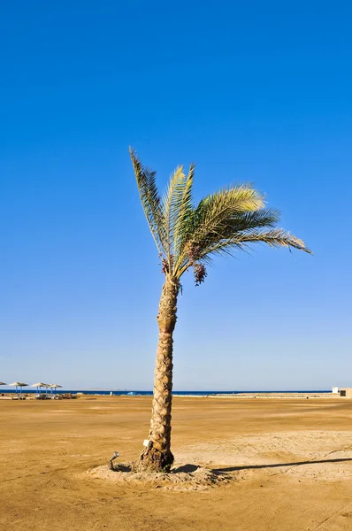 Palma sulla spiaggia dell'Egitto — Foto Stock