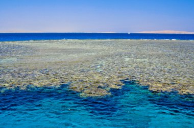 mercan kayalığı red Sea, Mısır