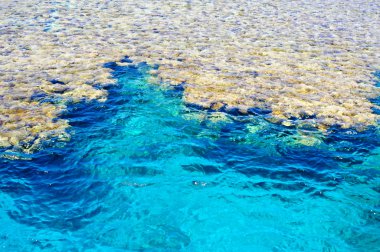 mercan kayalığı red Sea, Mısır