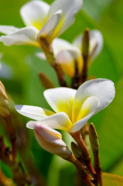 güzel plumeria frangipani Mısır otel bahçesinde