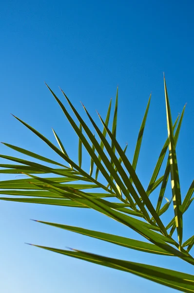Filiala unui palmier datat lângă hotelul egiptean — Fotografie, imagine de stoc