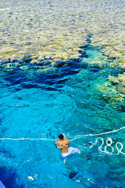 Коралловый риф в Красном море, Египет — стоковое фото