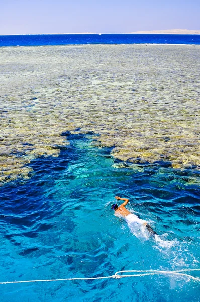 O recife de coral no Mar Vermelho, Egito — Fotografia de Stock