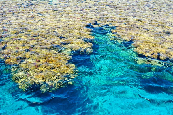 O recife de coral no Mar Vermelho, Egito — Fotografia de Stock