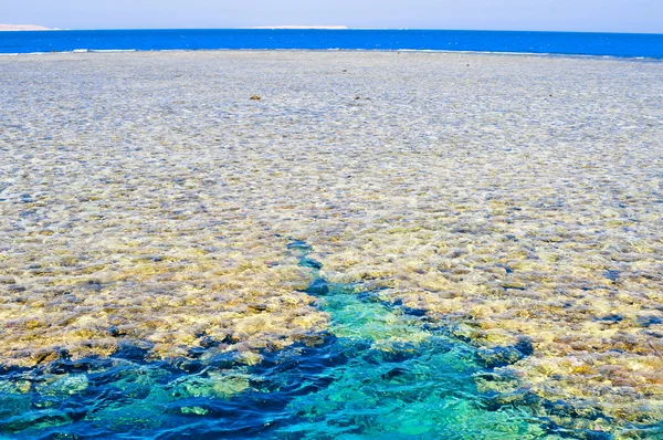 Het koraalrif in de rode zee, Egypte — Stockfoto