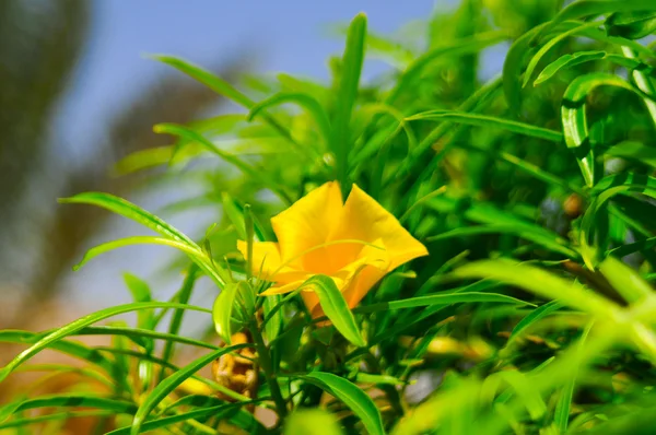 Beautiful yellow flower in the Egyptian hotel garden — Stock Photo, Image