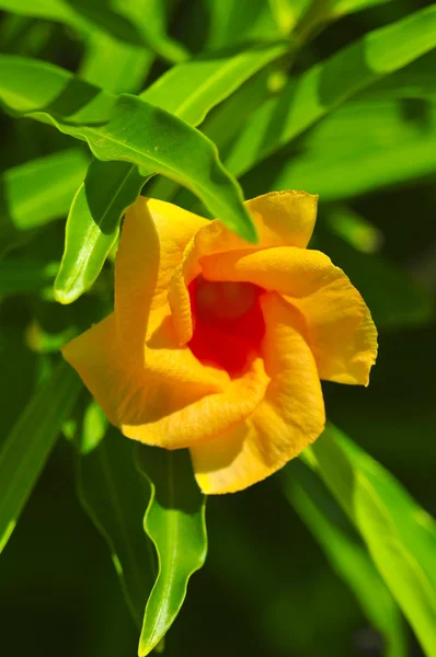 Mısır otel bahçe içinde güzel ışık turuncu çiçek — Stok fotoğraf