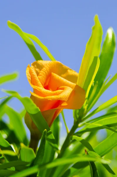 Hermosa flor naranja claro en el jardín del hotel egipcio —  Fotos de Stock