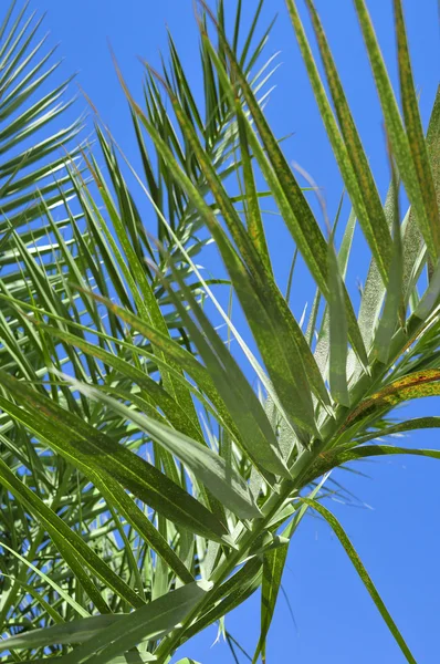 Rama de una palmera datilera junto al hotel egipcio — Foto de Stock