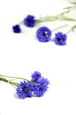 Cornflowers on the white surfase clipart