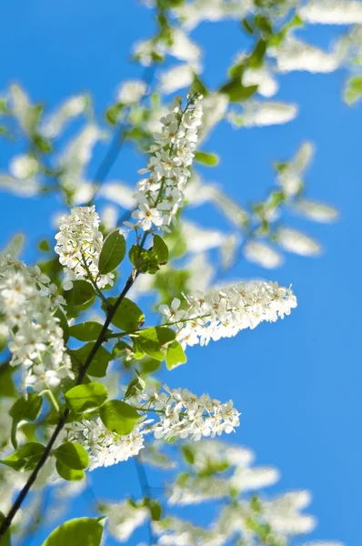 Blommande fågelkörsbärsträd — Stockfoto