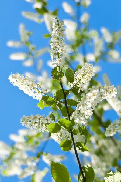 stock image Blossoming bird cherry tree