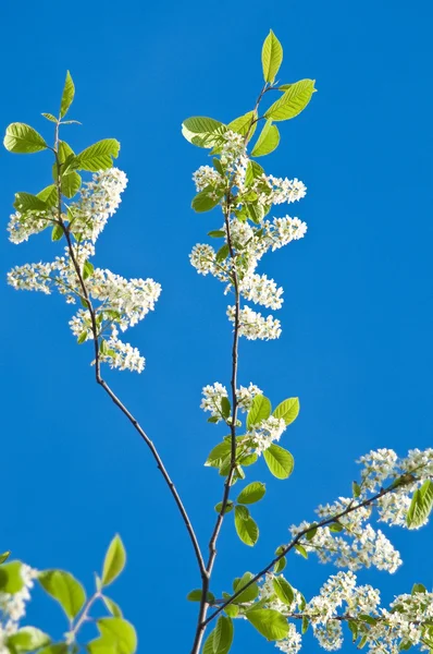 Çiçek açan kuş kiraz ağacı — Stok fotoğraf