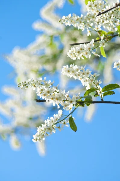 Cerisier oiseau en fleurs — Photo