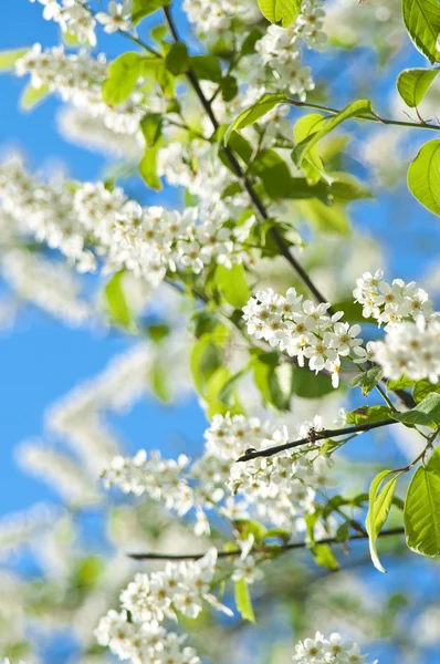 Blommande fågelkörsbärsträd — Stockfoto