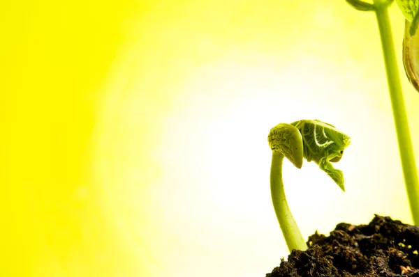 Kacang tumbuh di lampu belakang hijau — Stok Foto
