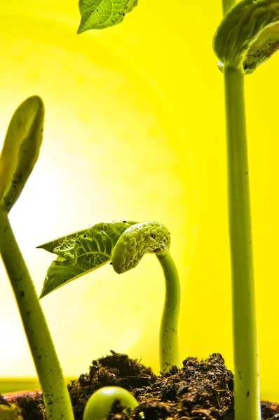 Kacang tumbuh di lampu belakang hijau — Stok Foto