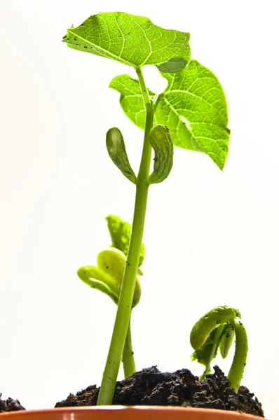 Broto de feijão no vaso de plantas — Fotografia de Stock