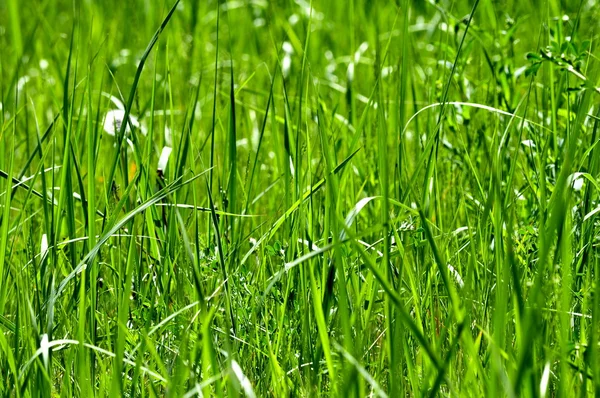 Ярко-зеленая трава — стоковое фото