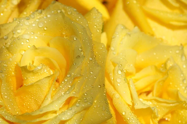 De achtergrond van gele rozen in druppel water. Stockfoto