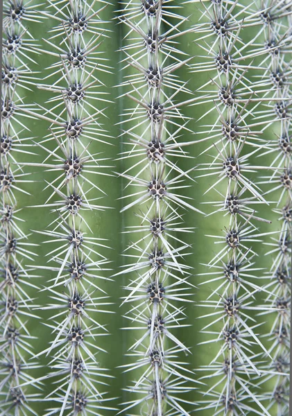 Texture de cactus — Photo